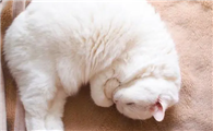 猫咪为什么突然抽搐呕吐呢