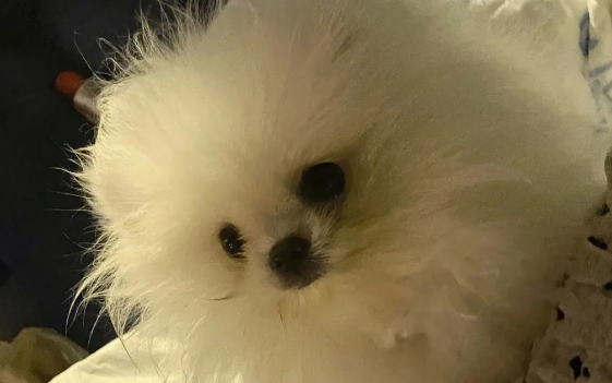 怎么挑选博美狗粮的好坏