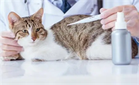 猫发烧会不会自己好