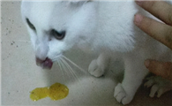 猫咪为什么嘴里呕黄水呢