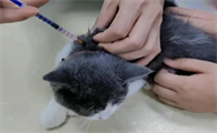 猫咪一般多久可以打疫苗针啊