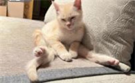 为什么都觉得猫咪可爱呢