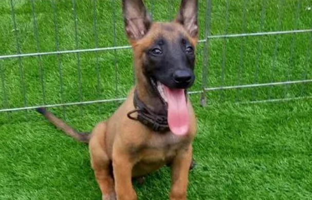 马犬幼犬怎么挑选呢
