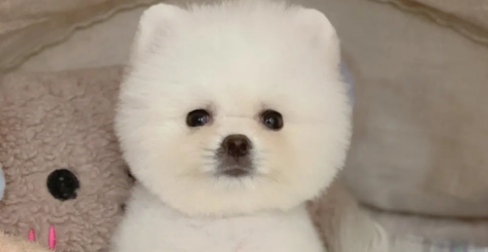 俊介犬外貌特征