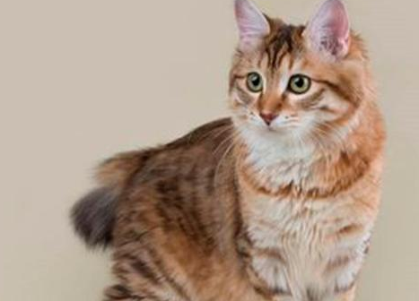 一文详解：麒麟猫有什么特征？