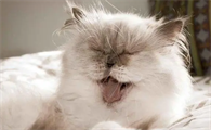 猫咪不喜欢什么气味啊