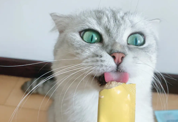 猫小条价格多少