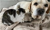 猫为什么会打狗的屁股