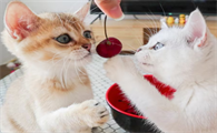 猫能吃樱桃吗为什么