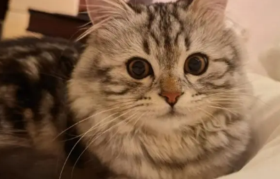 返祖猫值钱吗？感兴趣的来看看~