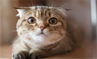 猫咪刷牙还是有口臭怎么办
