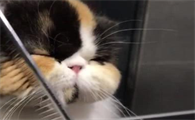 小猫剪胡子会发生什么