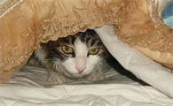 猫咪为什么晚上总是发抖呢