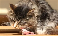 猫咪为什么会吐出虫卵来