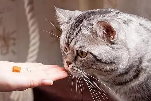 可立消宠物药说明书