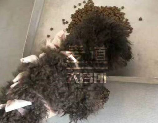 线上宠物领养，超多福利等着你