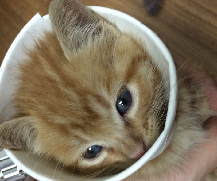 皮堡斯小猫几元一只是十元一只吗是真的吗