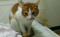 为什么猫咪要逞强叫
