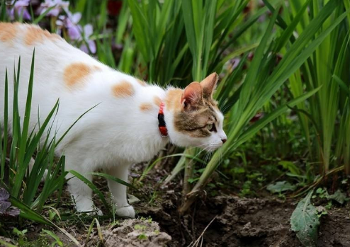 三色猫稀有吗值得养吗