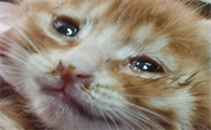 猫咪猫鼻支会有什么症状表现