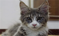 猫咪发情怎么缓解让它不叫