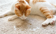 猫咪为什么突然乱尿