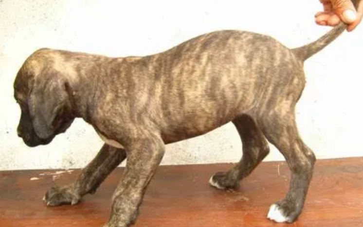 虎皮犬：一种需要特别关注的犬种
