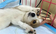 为什么狗狗细小抽搐呢