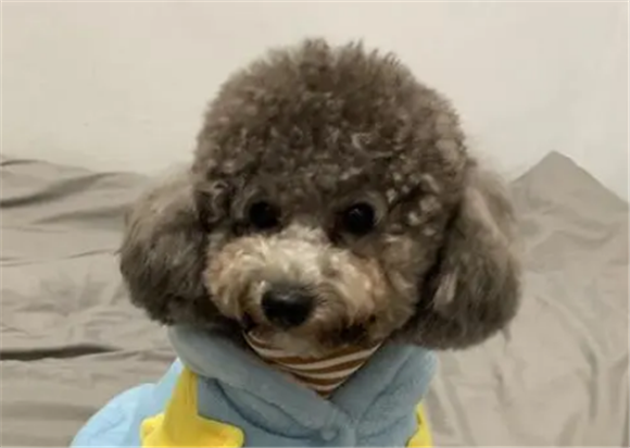 泰迪耳朵上有皮屑结痂