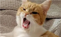 猫咪半夜为什么爱乱叫呢