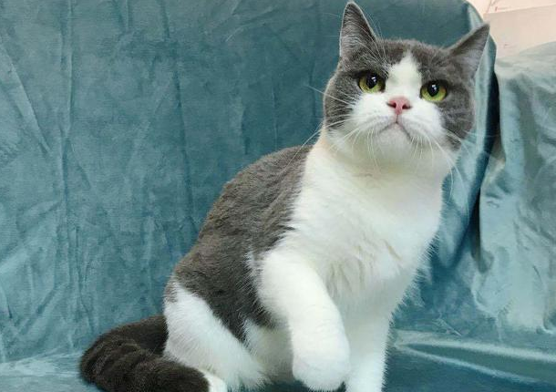 汤姆是英短还是俄罗斯蓝猫 汤姆是英短还是俄罗斯蓝猫