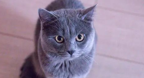 法国沙特尔猫和英短蓝猫区别