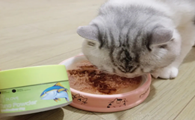 猫咪为什么要自己吃饭喝水