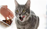猫咪积食是因为什么啊
