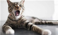 为什么有人厌恶猫啊