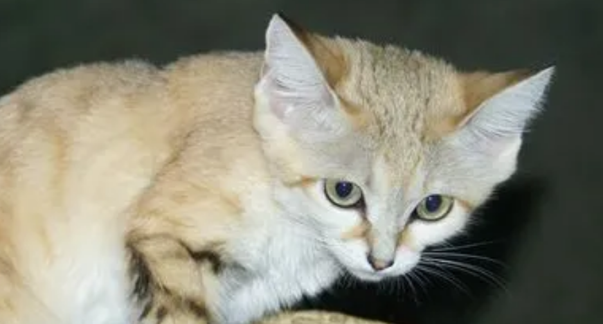 沙丘猫：唯一生活在沙漠中的猫科动物，可爱的外表内藏着凶狠的心