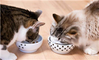 如何正确给猫咪饲喂生骨头呢？