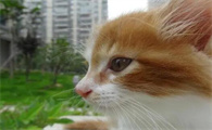 为什么会有星期猫