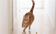猫咪为什么狂跑狂跳