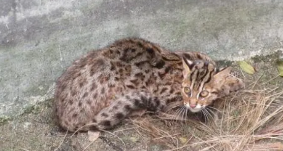 石虎猫是国家保护动物吗？