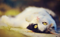 猫咪为什么不要绝育