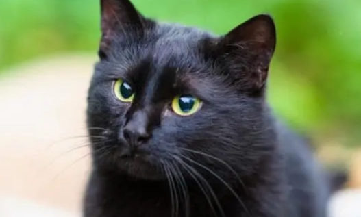 黑猫都叫玄猫吗