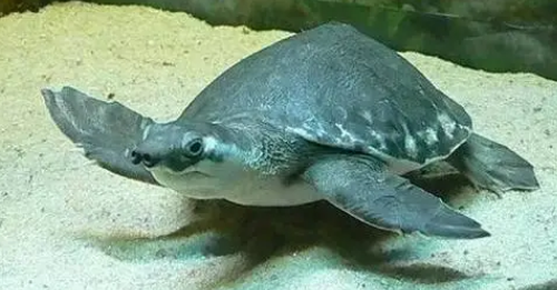 猪鼻龟多大算成年 猪鼻龟多大算成年