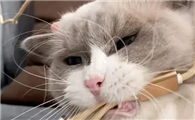 猫咪舔充电线是为什么呢