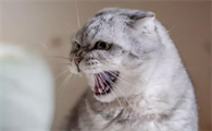 猫为什么会对着人叫啊