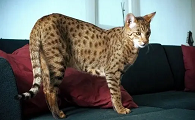 哪里能买到萨凡纳猫