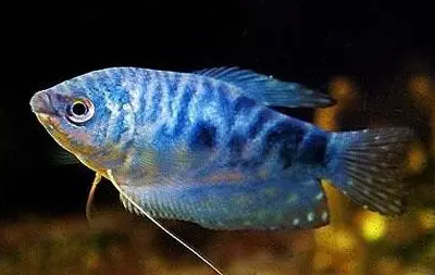 新手怎样养蓝线吊? 新手怎样养蓝线吊?