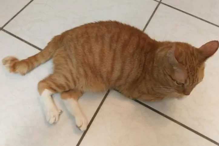 麒麟尾猫多少钱一只