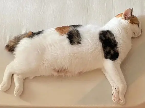 三花猫尾巴粗为啥很少 三花猫尾巴粗为啥很少