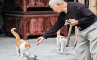 让老人养猫咪是为什么